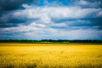 green trees under white clouds and blue sky during daytime by Olga Subach courtesy of Unsplash.